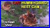 Live-Allen-S-Hummingbird-Nest-Cam-Watch-The-Babies-From-Hatch-To-Their-First-Flight-Overhead-View-01-laa